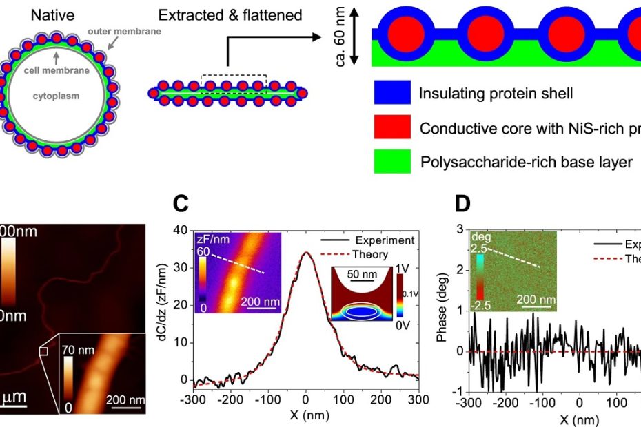 Figure 5 from Henricus T. S. Boschker et al. “Efficient long-range conduction in cable bacteria through nickel protein wires” A Compositional model of the conductive fiber sheath in cable bacteria based on the present findings. Cross-sections through a filament in the middle of a cell are drawn and the number of fibers has been reduced for clarity—a 4 μm diameter cable bacterium has typically ~60 fibers5. In its native state (right panel), the fiber sheath is embedded periplasm between the cell and outer membrane and adopts a circular shape. After extraction, which removes the membranes and most of the cytoplasm and after drying upon a surface for analysis, the fiber sheath flattens, leading to two mirrored sheaths on top of each other (middle panel). The enlargement shows a section of the top sheath, which is the sample section probed by ToF-SIMS depth profiles and NanoSIMS images. Fibers are made of protein with a conductive Ni/S rich core and a non-conductive outer shell, and are embedded in a basal layer enriched in polysaccharide. B Topographic AFM image of a fiber sheath with a single isolated fiber detaching. The insert shows a detailed AFM image of this single fiber. C SDM amplitude image (right insert) and cross-sectional profile. D Corresponding SDM phase image (insert) and cross-sectional profile. Constant height (z = 66 nm) cross-section profiles are measured along the dashed lines shown in the left inserts. The red dotted lines in C and D represent model fits assuming the a fiber has a conductive core and an insulating outer shell. The right insert in C shows a vertical cross-section of the electric potential distribution as predicted by the model. Model parameters: shell thickness, d = 12 nm; fiber height, h = 42 nm; fiber width w = 87 nm; relative dielectric constants of the shell and core, εs = ω εc = 3; conductivity of the shell σs = 0 S/cm (insulating); conductivity of the core σc = 20 S/cm7 (see Supplementary Note 2 for treatment of SDM results and models tested). SDM analysis on a single fiber is available only from one samples as this is a rare event, but results from a double fiber and fiber sheaths are in agreement (see Supplementary Note 2). NANOSENSORS wear-resistant conductive Platinum Silicide AFM probes of the PtSi-CONT type were used for the Scanning dielectric microscopy (SDM).