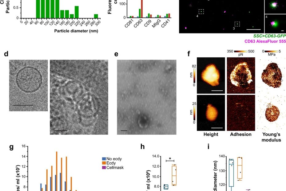 Fig. 5 from “Male-female communication enhances release of extracellular vesicles leading to high fertility in Drosophila” by Javier Arturo Sanchez-Lopez et al.: The spermatheca releases EVs with specific characteristics. a–e The spermathecae (SSC > CD63-GFP) were cultured ex vivo to characterize the particles that were released to the spent media: a size distribution of CD63-GFP-positive particles (n = 25 spermathecae from 15 flies) using single-particle tracking of the Nanoimager. b Characterization of CD63-GFP particles by ExoView (100 spermathecae from 50-60 flies) using anti-GFP or anti-CD63. c Representative dSTORM image of EVs found in the spent media of SSC expressing CD63-GFP (n = 25 spermathecae from 15 flies), stained with AlexaFluor555 conjugated anti-CD63 primary antibody. The image shows CD63-GFP-positive EVs and single CD63 AlexaFluor555 molecules the EV’s surface. Scale bars = 1 µm and insets = 20 nm. d–e The morphology of EVs in the spent media was observed by e negative staining in STEM; scale bar = 200 nm; and by d Cryo-TEM; Scale bar = 100 nm (see also Supplementary Fig. 5a-c). f–i The spent media of ex vivo cultured spermathecae were analyzed for the presence of EVs: f Representative AFM scans of SSC-EVs isolated by acoustic sorting (n = 100 spermathecae from 70 flies), showing from left to right: height (nm), adhesion (pN) and Young’s modulus images (MPa). Scale bars = 100 nm (see Supplementary Fig. 5d–g). g–i Single-particle tracking in the nanoimager. g CellMaskTM-positive particle size distribution and concentration profiles of EVs in the spent media of spermathecae incubated in media alone (No ecdy) or with ecdysone (Ecdy) (see also Supplementary Movie 5 for a time lapse of spermathecae end apparatus and endosomal activity post-ecdysone stimulation and methods, ex vivo spermatheca culture section); media with only CellMaskTM stain served as a control for the formation of dye aggregates. h Particle concentration and i mean particle diameter (nm) from g; Box plots are the measurements of particles from four frames of spent media from 25 spermathecae; boxes represent maximum, median and minimum values with outliers; one-way ANOVA, with nonparametric Wilcoxon multiple comparison post-hoc test; *p 