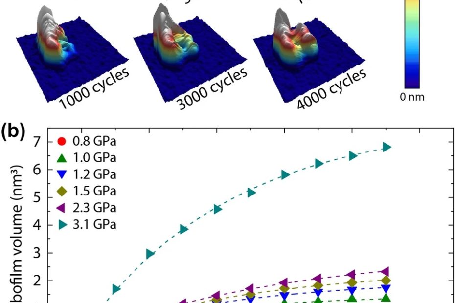 Figure 5 from Morgan R. Jones et al. Stress- and Time-Dependent Formation of Self-Lubricating In Situ Carbon (SLIC) Films on Catalytically-Active Noble Alloys: Tribofilm formation as a function of number of cycles as determined from the nanoscale experiments. (a) Intermittent-contact mode topography images (3 µm × 3 µm area) of the contact region at a contact pressure of 1.2 GPa after 0 cycles, 500 cycles, 1000 cycles, 2000 cycles, 3000 cycles, and 4000 cycles. (b) Tribofilm volume as a function of cycles for contact pressures up to 3.1 GPa. For all P, tribofilm volume increased asymptotically to a steady-state value at large numbers of cycles. NANOSENSORS Diamond Coated PointProbe Plus AFM probes DT-CONTR were used for the nanoscale tribology with atomic force microscopy.