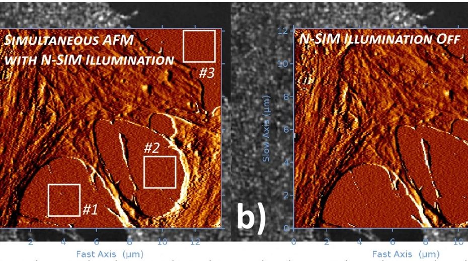 Figure 4 a and b from Ana I. Gómez-Varela et al “Simultaneous co-localized super-resolution fluorescence microscopy and atomic force microscopy: combined SIM and AFM platform for the life sciences : Simultaneous SR-SIM/AFM acquisition. The AFM measurements were carried out on fixed U2OS cells in medium/buffer with (a) and without N-SIM illumination (b). For convenience and enhanced feature/noise contrast, both AFM topography images in the SR-SIM/AFM overlays are displayed with an edge detection algorithm using a pixel difference operator in X. The topography images from Petri dish surface on three positions (labelled in the figures) were planefit (1st order polynomial function) to compensate for tilts in the sample surface, and subjected to surface roughness analysis Please have a look at the full article to view the full figure. https://rdcu.be/b4Iot