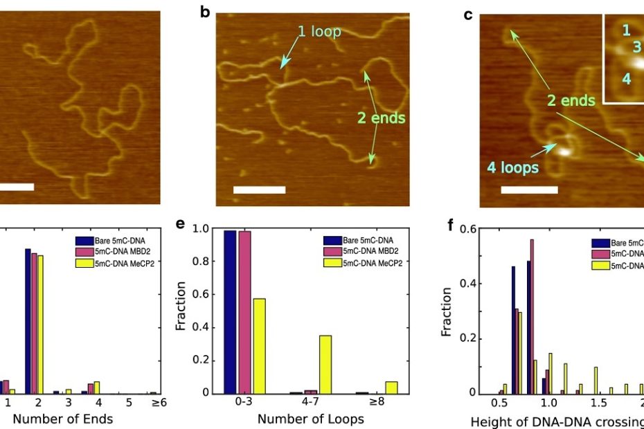 AFM images from Figure 6 from “DNA looping by two 5-methylcytosine-binding proteins quantified using nanofluidic devices “ by Ming Liu et al.