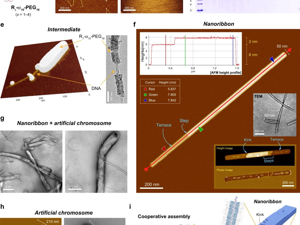 Silikon nipellar porno