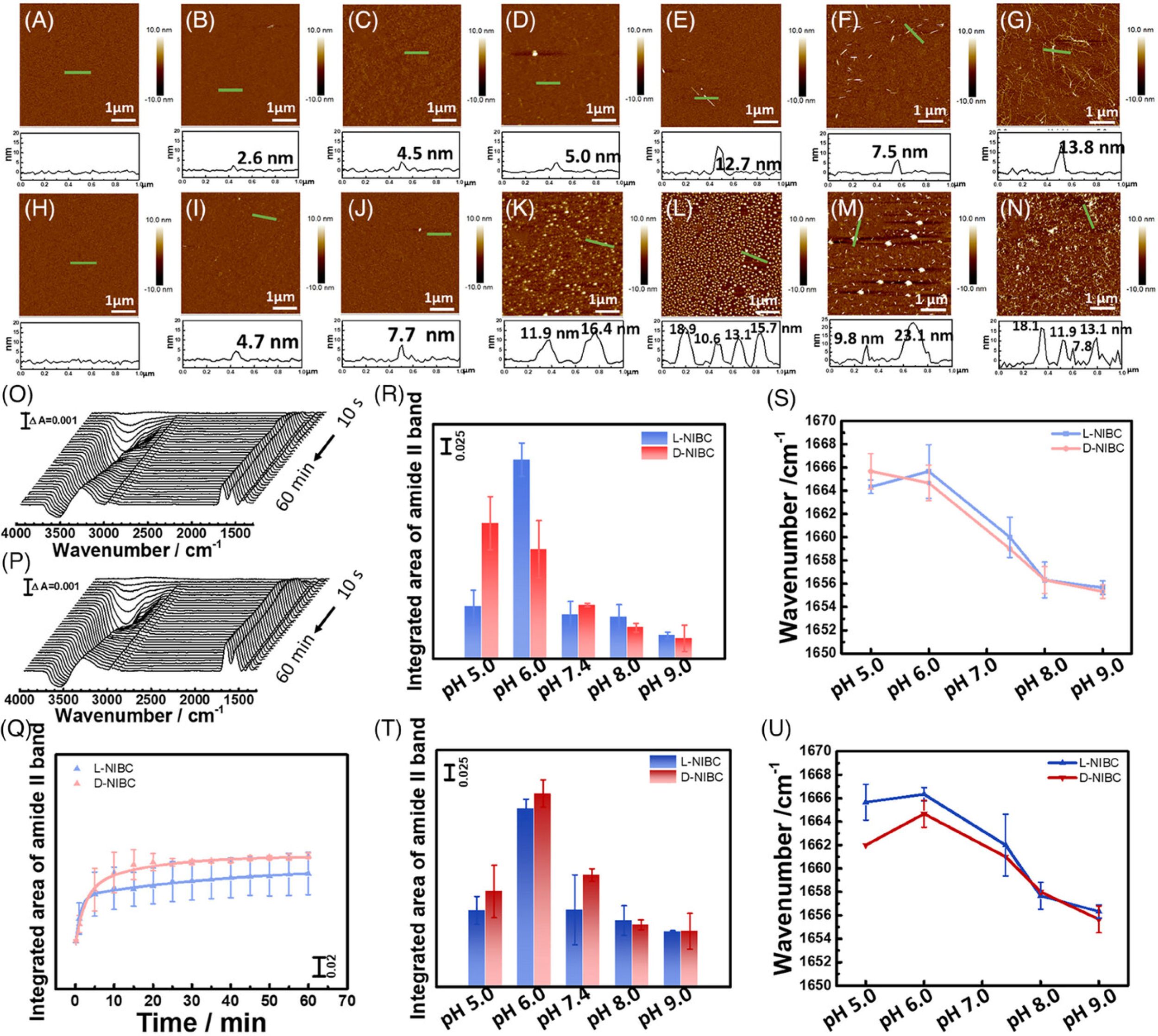 Figure 3 from Manyu Zhu et al. (2024), “Revealing the regulation of water dipole potential to aggregation of amyloid-β 42 at chiral interface by surface-enhanced infrared absorption spectroscopy”Aggregation of Aβ42 on different chiral interfaces. (A–E) AFM images of L-NIBC surface and (H–L) D-NIBC surface after incubation in Aβ42 monomer solution for 0 min, 10 min, 1 h, 12 h, 24 h at 37°C in the presence of 10 mm PBS at pH 7.4. (F,M) AFM images of L-NIBC surface and D-NIBC surface after incubation in Aβ42 monomer solution in the presence of 10 mm PBS at pH 9.0. (G,N) AFM images of L-NIBC surface and D-NIBC surface after incubation in Aβ42 monomer solution in the presence of 10 mm PBS and 150 mm NaCl at pH 7.4. (O,P) Time-dependent SEIRA spectra of Aβ42 on L-NIBC interface and on D-NIBC interface. (Q) Time-dependent surface coverage of Aβ42 on L (blue)/D-NIBC (red) chiral interfaces in the presence of 10 mm PBS at pH 7.4, which was calculated by integrating the area of the amide II band. (R) Integrated area of amide II band on L (blue)/D-NIBC (red) chiral interfaces in the presence of 10 mm PBS at pH 5.0, 6.0, 7.4, 8.0, 9.0, respectively. (S) Amide I band peak position on L (blue)/D-NIBC (red) chiral interfaces in the presence of 10 mm PBS at pH 5.0, 6.0, 7.4, 8.0, 9.0, respectively. (T) Integrated area of amide II band on L (blue)/D-NIBC (red) chiral interfaces in the presence of 10 mm PBS and 150 mm NaCl at pH 5.0, 6.0, 7.4, 8.0, 9.0, respectively. (U) Amide I band peak position on L (blue)/D-NIBC (red) chiral interfaces in the presence of 10 mm PBS and 150 mm NaCl at pH 5.0, 6.0, 7.4, 8.0, 9.0, respectively. The morphology of Aβ42 was measured with Atomic Force Microscopy (AFM) in tapping mode using NANOSENSORS PointProbe® Plus PPP-NCHR AFM probes.