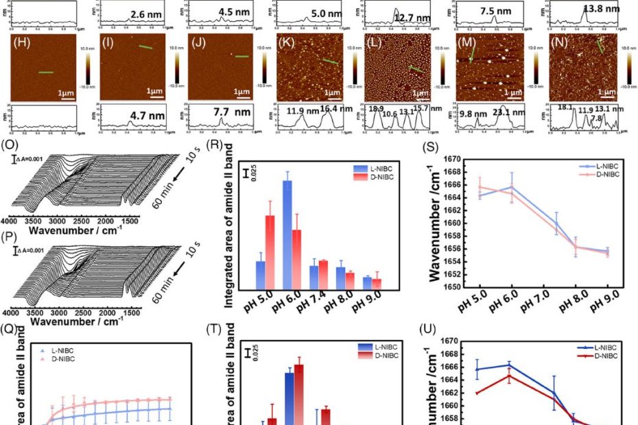 Figure 3 from Manyu Zhu et al. (2024), “Revealing the regulation of water dipole potential to aggregation of amyloid-β 42 at chiral interface by surface-enhanced infrared absorption spectroscopy” Aggregation of Aβ42 on different chiral interfaces. (A–E) AFM images of L-NIBC surface and (H–L) D-NIBC surface after incubation in Aβ42 monomer solution for 0 min, 10 min, 1 h, 12 h, 24 h at 37°C in the presence of 10 mm PBS at pH 7.4. (F,M) AFM images of L-NIBC surface and D-NIBC surface after incubation in Aβ42 monomer solution in the presence of 10 mm PBS at pH 9.0. (G,N) AFM images of L-NIBC surface and D-NIBC surface after incubation in Aβ42 monomer solution in the presence of 10 mm PBS and 150 mm NaCl at pH 7.4. (O,P) Time-dependent SEIRA spectra of Aβ42 on L-NIBC interface and on D-NIBC interface. (Q) Time-dependent surface coverage of Aβ42 on L (blue)/D-NIBC (red) chiral interfaces in the presence of 10 mm PBS at pH 7.4, which was calculated by integrating the area of the amide II band. (R) Integrated area of amide II band on L (blue)/D-NIBC (red) chiral interfaces in the presence of 10 mm PBS at pH 5.0, 6.0, 7.4, 8.0, 9.0, respectively. (S) Amide I band peak position on L (blue)/D-NIBC (red) chiral interfaces in the presence of 10 mm PBS at pH 5.0, 6.0, 7.4, 8.0, 9.0, respectively. (T) Integrated area of amide II band on L (blue)/D-NIBC (red) chiral interfaces in the presence of 10 mm PBS and 150 mm NaCl at pH 5.0, 6.0, 7.4, 8.0, 9.0, respectively. (U) Amide I band peak position on L (blue)/D-NIBC (red) chiral interfaces in the presence of 10 mm PBS and 150 mm NaCl at pH 5.0, 6.0, 7.4, 8.0, 9.0, respectively. The morphology of Aβ42 was measured with Atomic Force Microscopy (AFM) in tapping mode using NANOSENSORS PointProbe® Plus PPP-NCHR AFM probes.