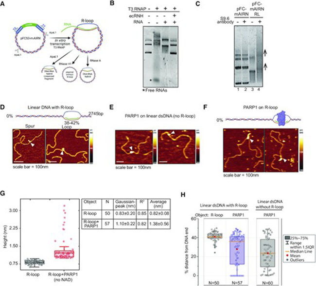 PARP1 associates with R-loops to promote their resolution and genome stability