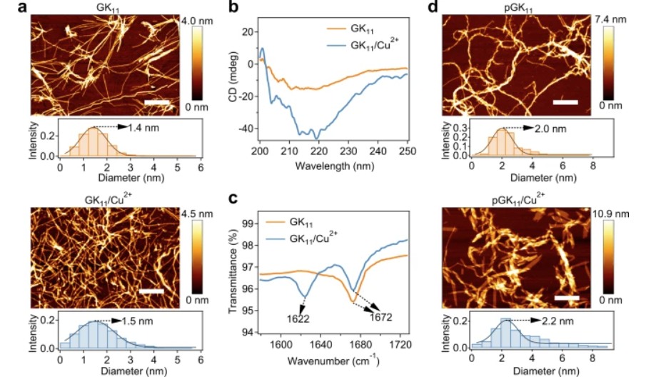 Strong, tough, rapid-recovery, and fatigue-resistant hydrogels made of picot peptide fibres - news