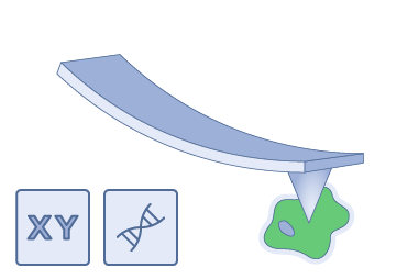 Biological Applications / Soft Contact Measurement